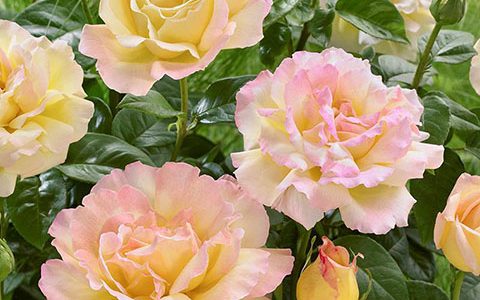 和平月季的优缺点