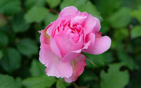 艾洛迪·戈苏安