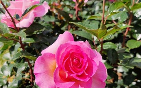 粉红天堂月季的优缺点