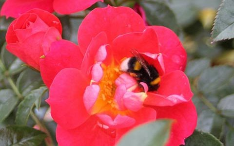 浅红色蜜蜂乐园