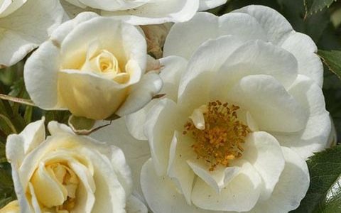 乳白色蜜蜂乐园