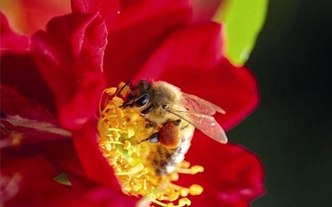红色蜜蜂乐园