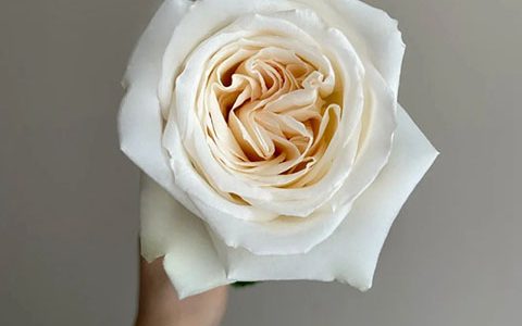 珍妮莫罗月季适合盆栽吗