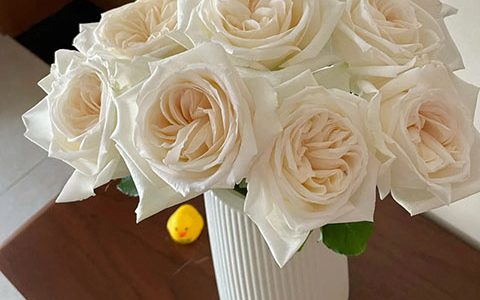 珍妮莫罗月季耐晒吗