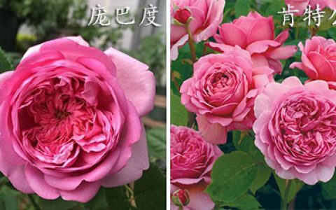 庞巴度和肯特公主月季的区别