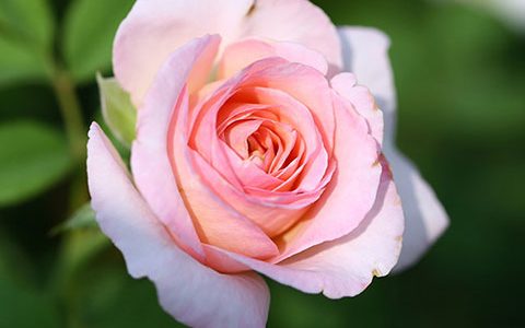 桃染和粉黛月季的区别