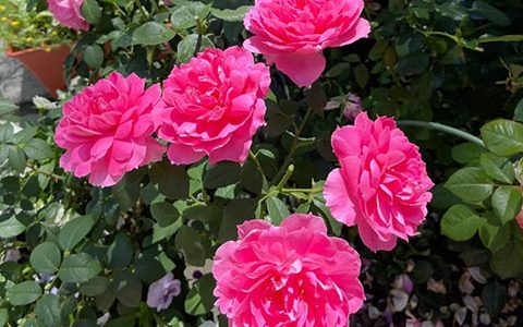 牡丹月季是藤本还是灌木