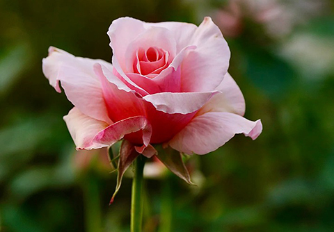 现代月季花分为哪几种类型