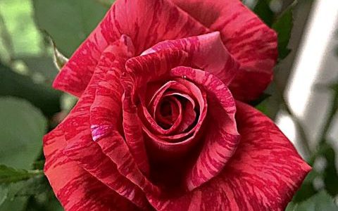 红色直觉月季是爬藤还是灌木