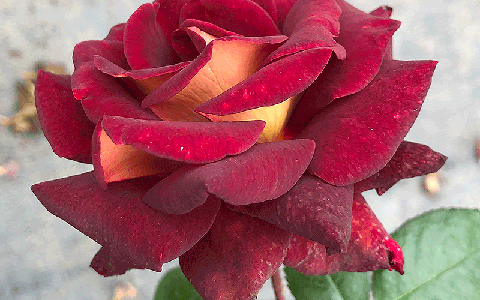 骇客/黑金月季的优缺点