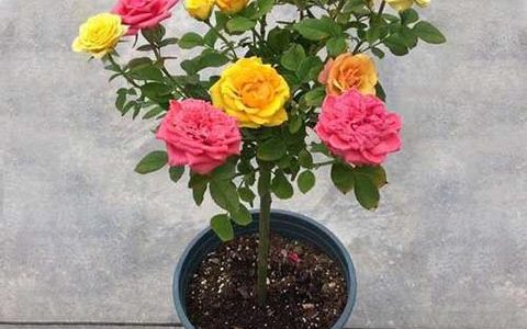 双色棒棒糖月季