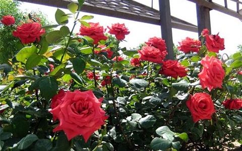 红衣主教月季的优缺点