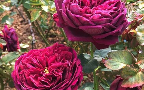 王子月季的优缺点