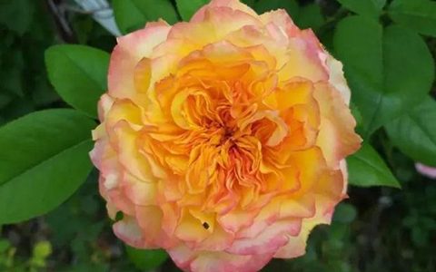 亨利戴尔巴德/橘子酱月季的优缺点