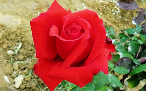 月季绯扇跟卡罗拉哪个好