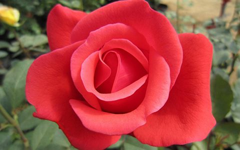 绯扇月季一年开几次花