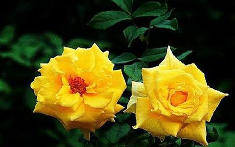 金奖章月季（芽变）的优缺点