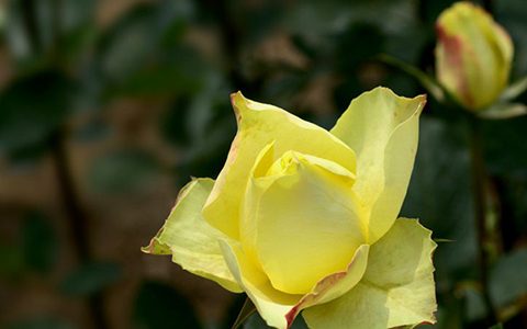 绿野月季的优缺点