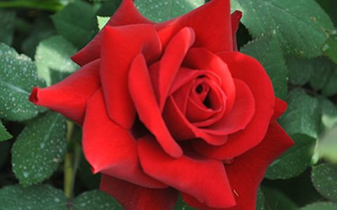 梅朗口红月季优缺点