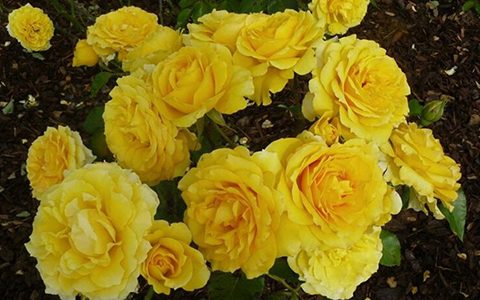 莱茵黄金/法尔茨黄金月季的优缺点