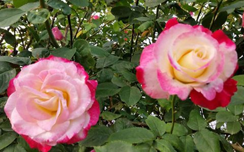 红双喜月季冬天开花吗