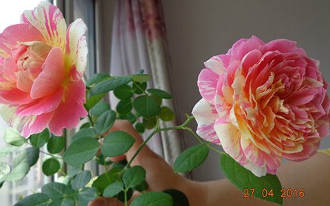 月季莫奈是浓香型月季吗