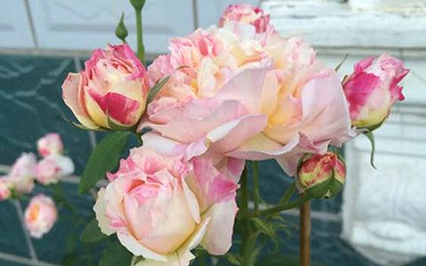 莫奈月季是多头月季吗