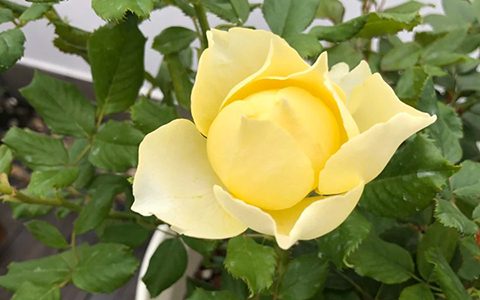 小黄鸡月季的养护方法