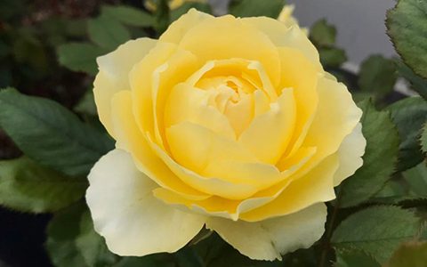 小黄鸡月季的优缺点