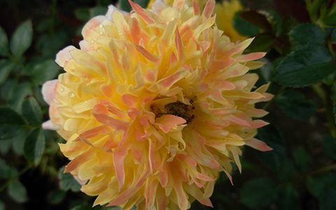 烟花波浪月季的优缺点