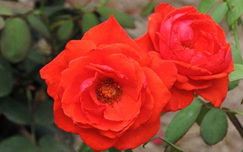 香云月季和红双喜哪个香