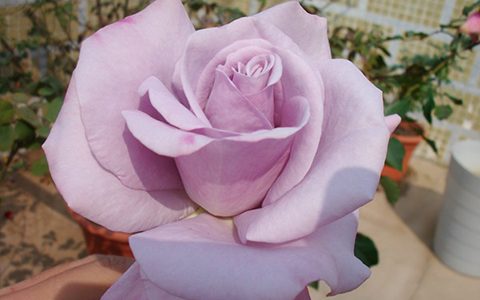 蓝丝带/兰丝带月季的优缺点