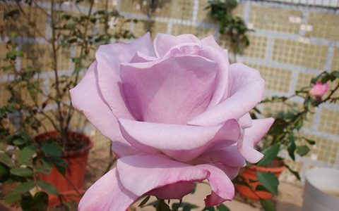 蓝丝带月季种植经验分享