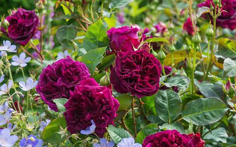 黑伍德月季是藤本还是灌木