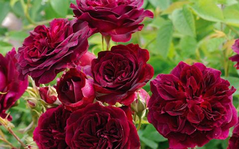 如何让黑伍德月季花朵开得更大