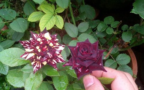 流星雨月季怎么养