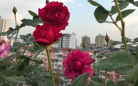 真彩230和双人芭蕾的区别