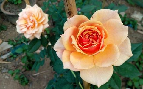 回眸月季的优缺点