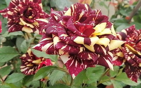 流星雨月季是藤本还是灌木