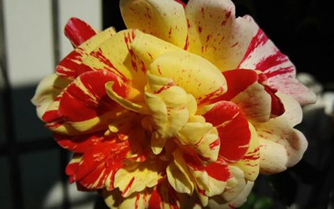 全美魔术月季的优缺点