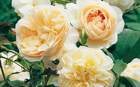 利奇菲尔德天使