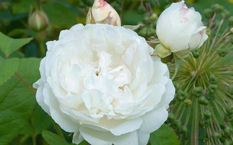 温彻斯特大教堂月季的优缺点