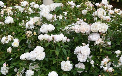 温彻斯特大教堂