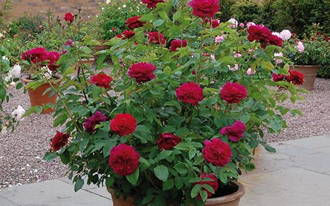 达西布塞尔月季的优缺点