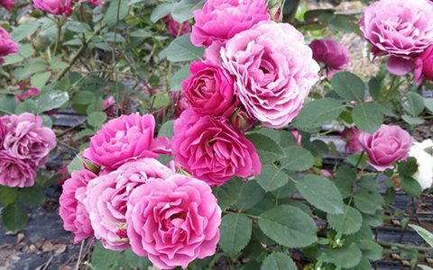 葵月季是藤本还是灌木