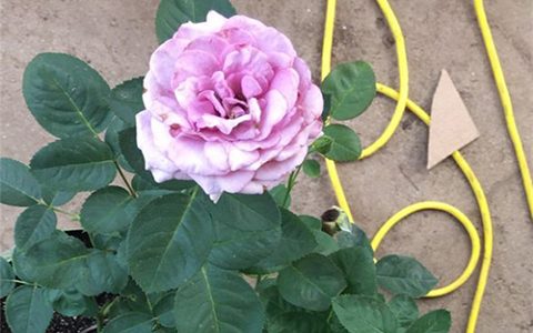 兵马俑酒店月季的优缺点