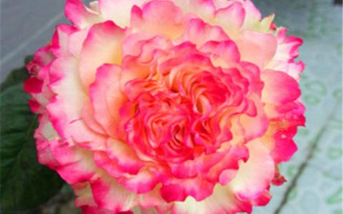 莲花月季的优缺点