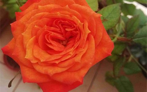 中国“番茄炒蛋”