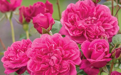 詹姆斯L.奥斯汀