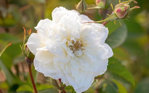 苏珊·威廉姆斯·埃利斯